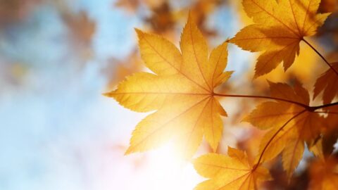 Autumn Breaks Ballina Manor