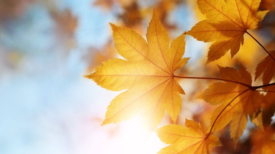 Autumn Breaks Ballina Manor