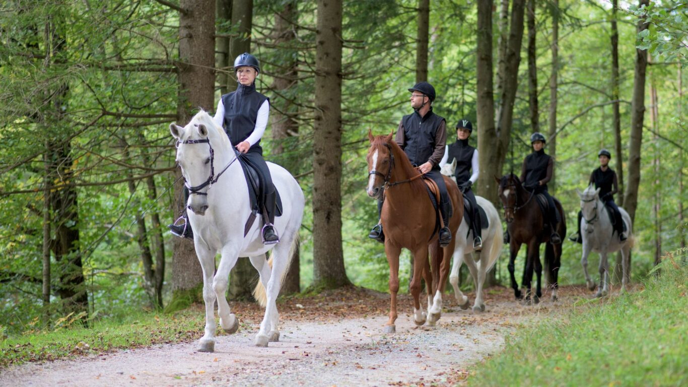 Horse Riding Stock
